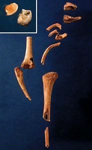 Sesselfelsgrotte, Knochenfunde Neandertaler, Foto